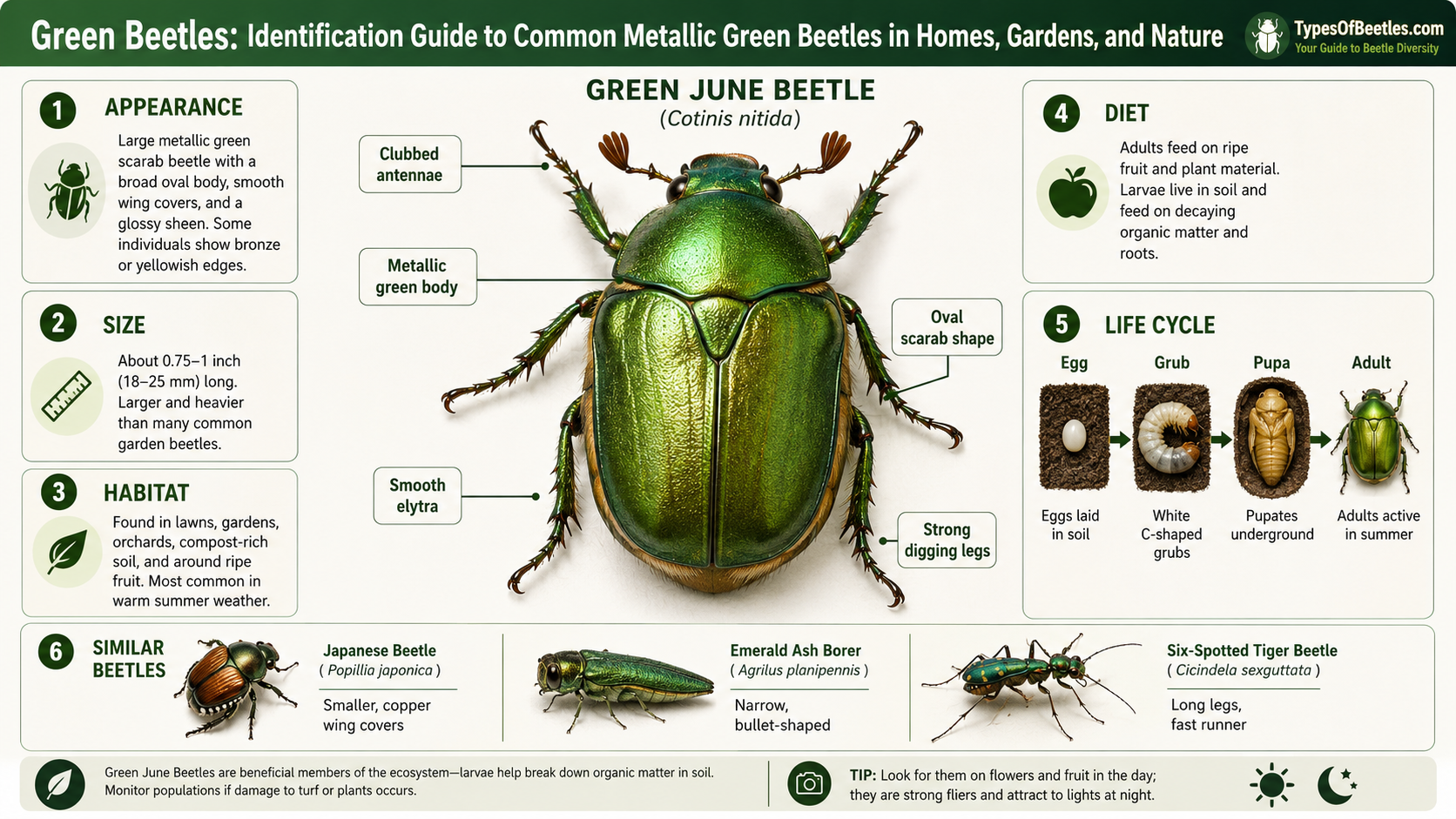 green beetles identification guide to common metallic green beetles in homes, gardens, and nature