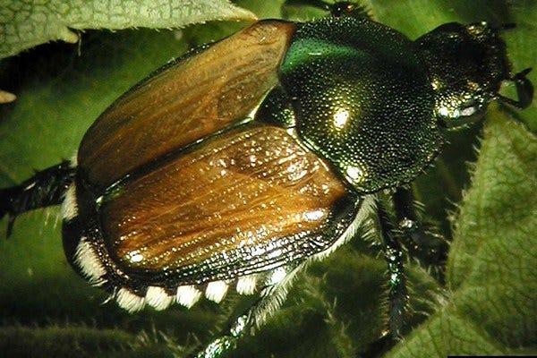japanese beetle identification and life cycle a beginner friendly guide
