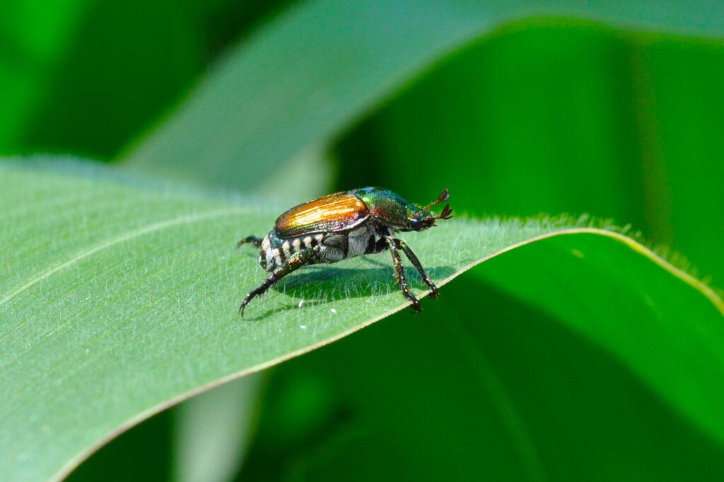 japanese beetle identification and life cycle a beginner friendly guide