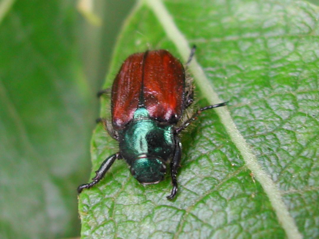 japanese beetle identification and life cycle a beginner friendly guide