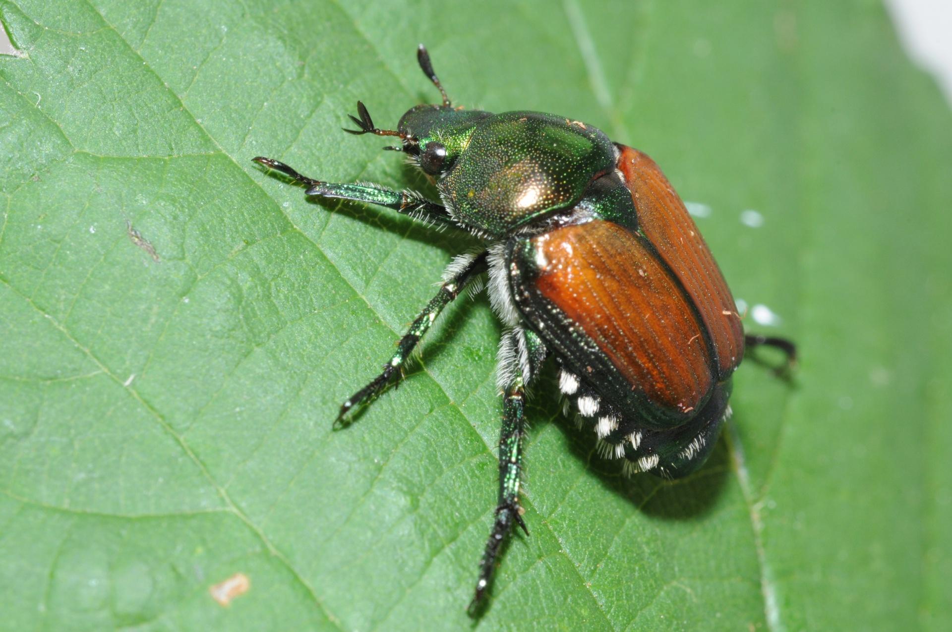 japanese beetle identification and life cycle a beginner friendly guide