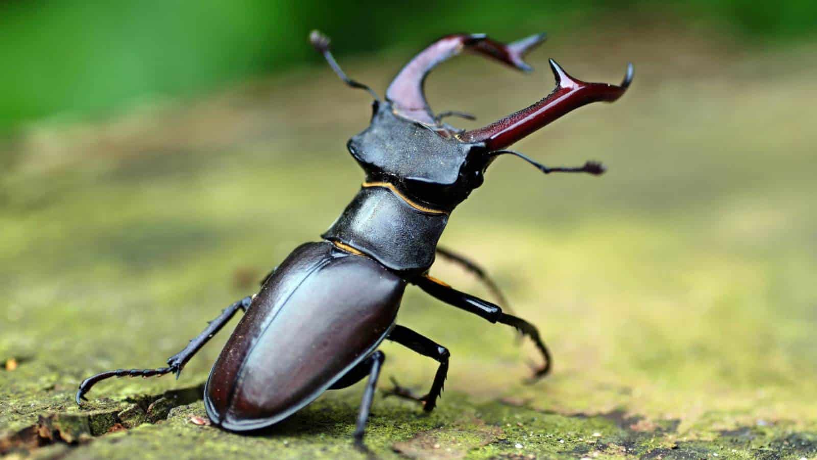 learn how to identify a stag beetle, what it eats, where it lives, why males have antler like jaws, and what to do if you find one in your garden or home.