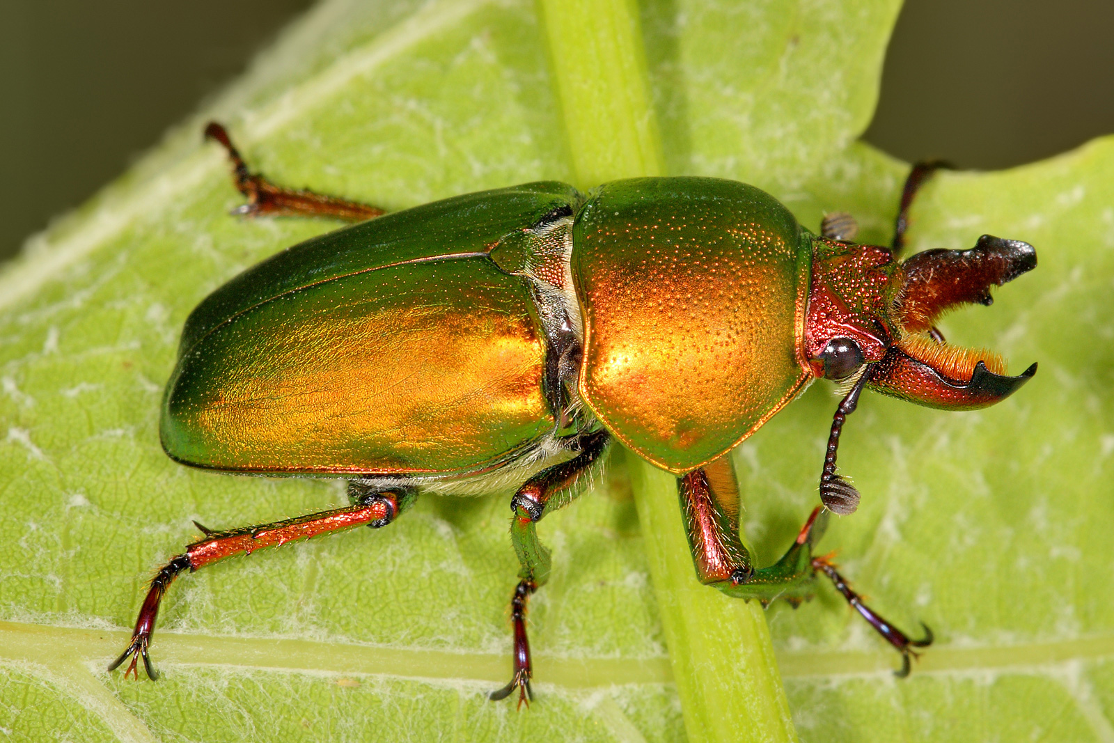 learn how to identify a stag beetle, what it eats, where it lives, why males have antler like jaws, and what to do if you find one in your garden or home.