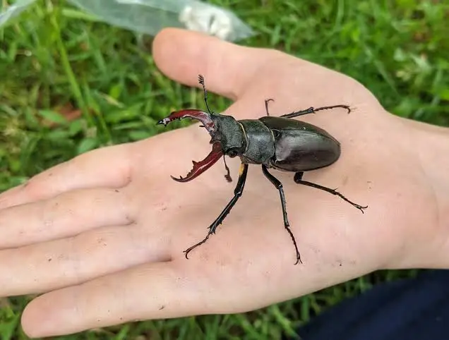 learn how to identify a stag beetle, what it eats, where it lives, why males have antler like jaws, and what to do if you find one in your garden or home.