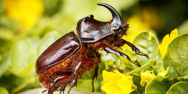 rhinoceros beetle