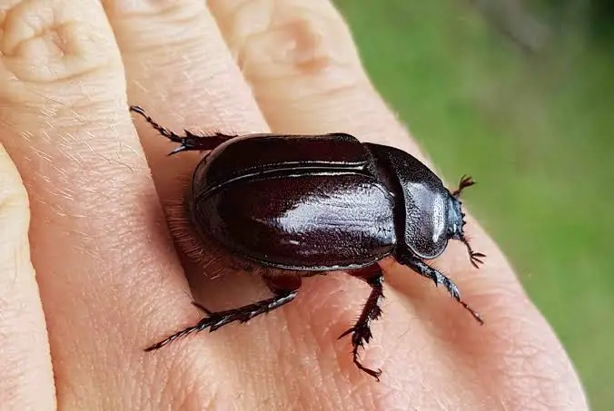 rhinoceros beetle