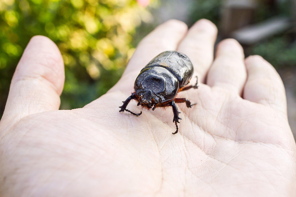 are beetles dangerous a calm guide to beetle bites, home risks, and garden damage are beetles dangerous a calm guide to beetle bites, home risks, and garden damage