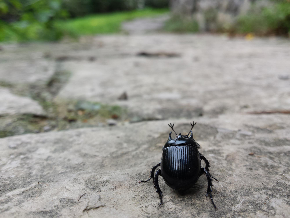 are beetles dangerous are beetles dangerous