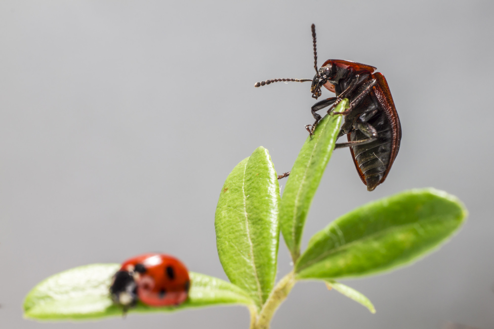 are beetles good or bad how to tell helpful, harmful, and harmless beetles apart are beetles good or bad how to tell helpful, harmful, and harmless beetles apart