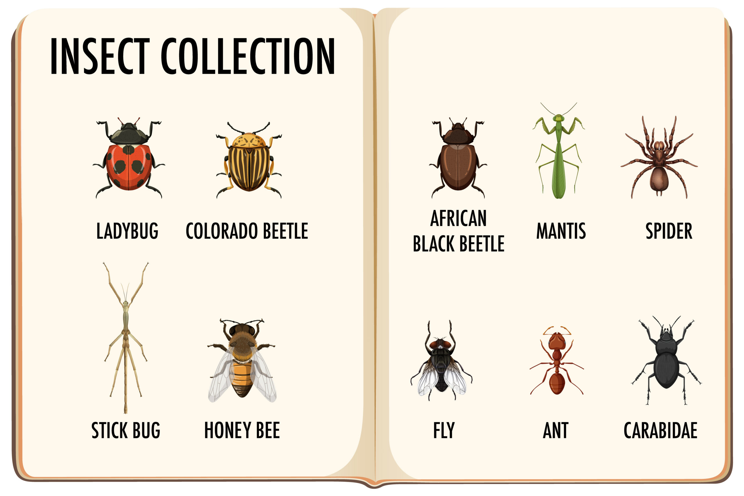 are beetles good or bad how to tell helpful, harmful, and harmless beetles apart are beetles good or bad how to tell helpful, harmful, and harmless beetles apart