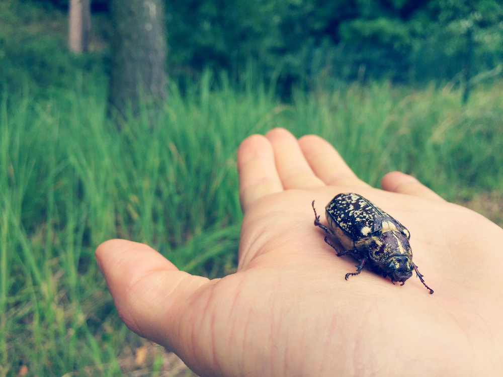 are beetles harmful to humans are beetles harmful to humans