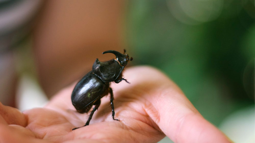 are beetles harmful to humans are beetles harmful to humans