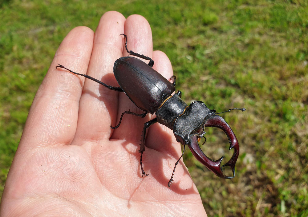 are beetles harmful to humans