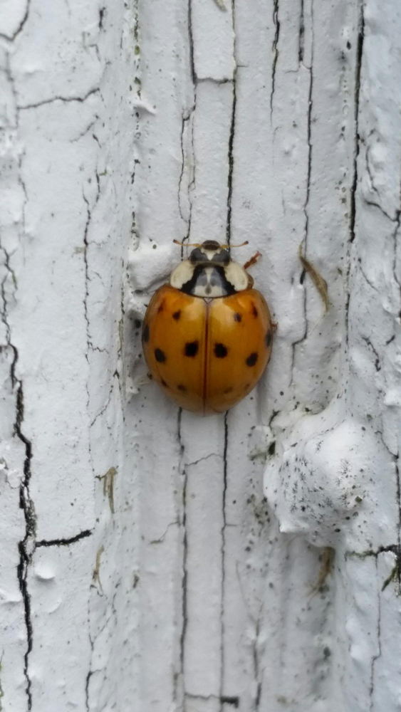 beetles coming through window light attraction, gaps, and seasonal entry beetles coming through window light attraction, gaps, and seasonal entry