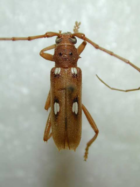 brown beetle identification with pictures