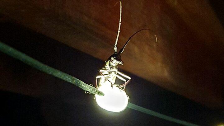 why are beetles attracted to light porch lights, night flying & identification clues why are beetles attracted to light porch lights, night flying & identification clues
