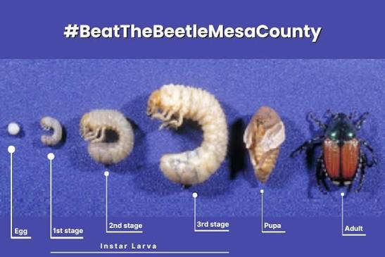 Hairy carpet beetle larva and pale beetle grubs