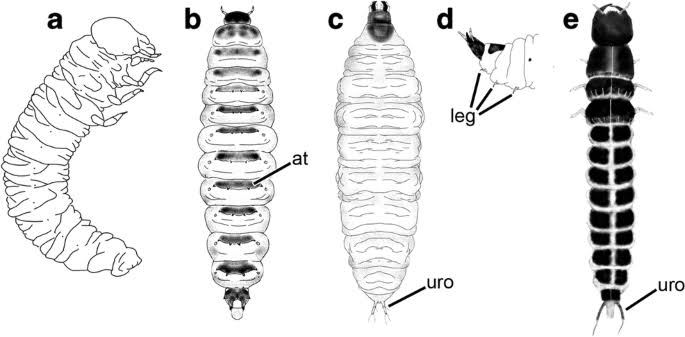 beetle larvae guide