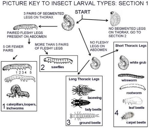 Beetle larvae identification guide showing common larval forms