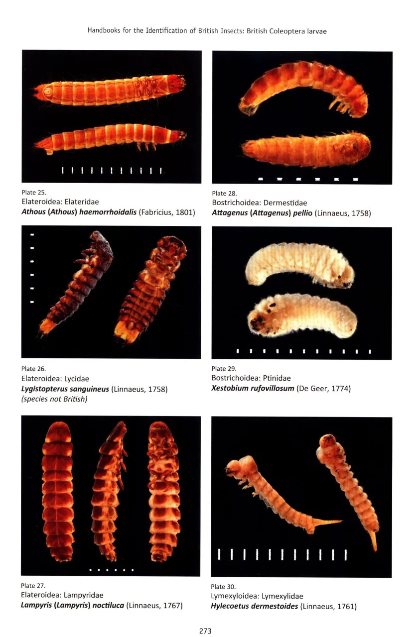 Different beetle larva body shapes for identification