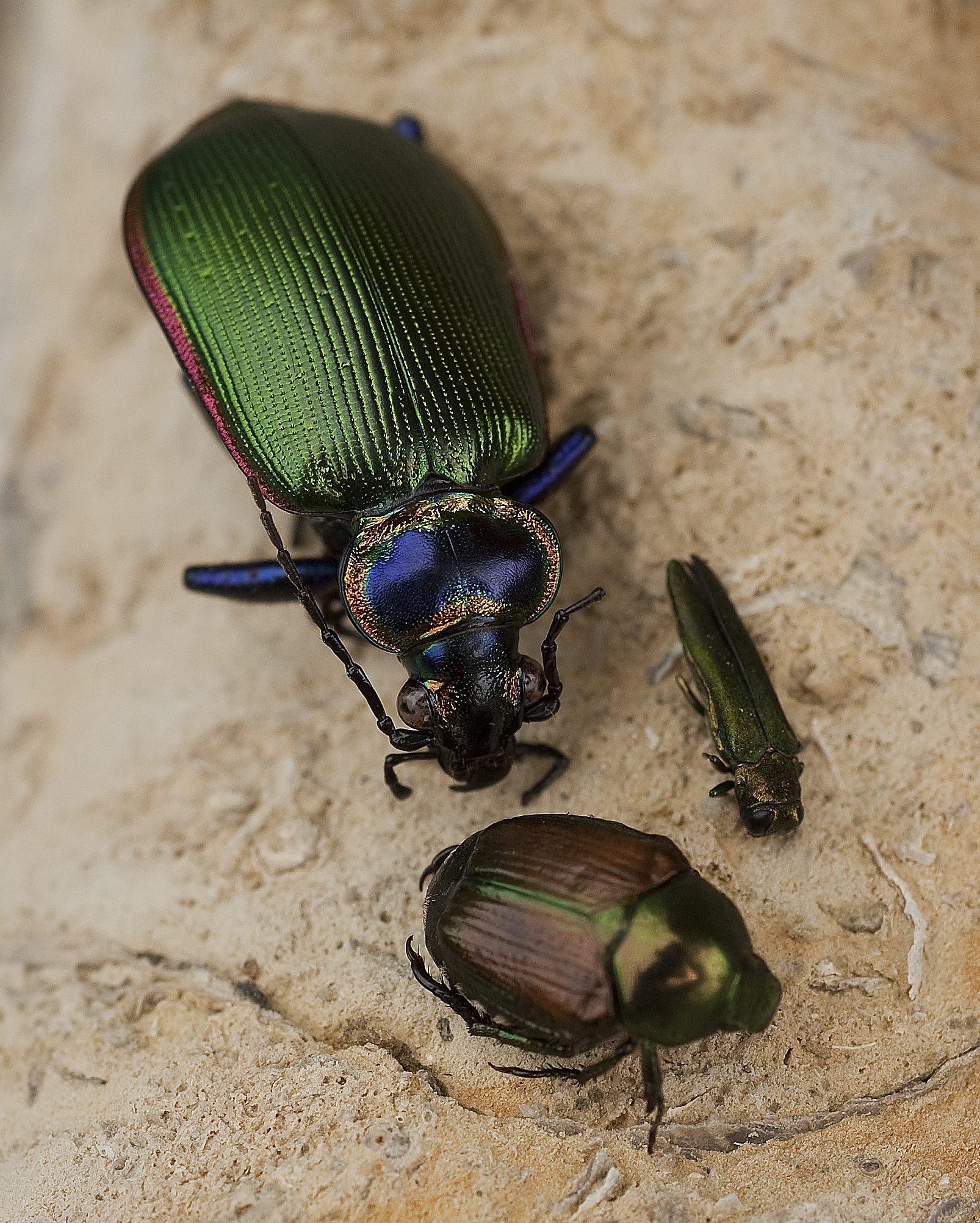 garden calender bugs rg garden calender bugs rg
