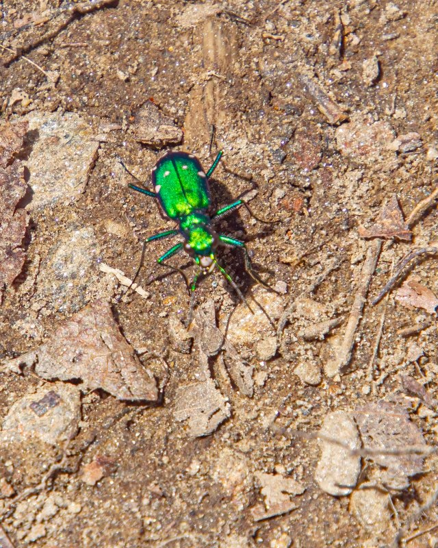 green beetle
