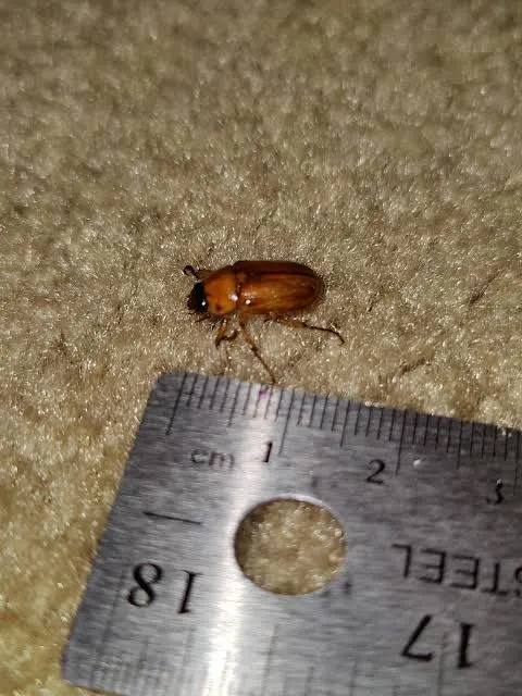 iny brown beetle identification