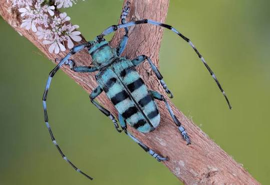 longhorn beetle identification