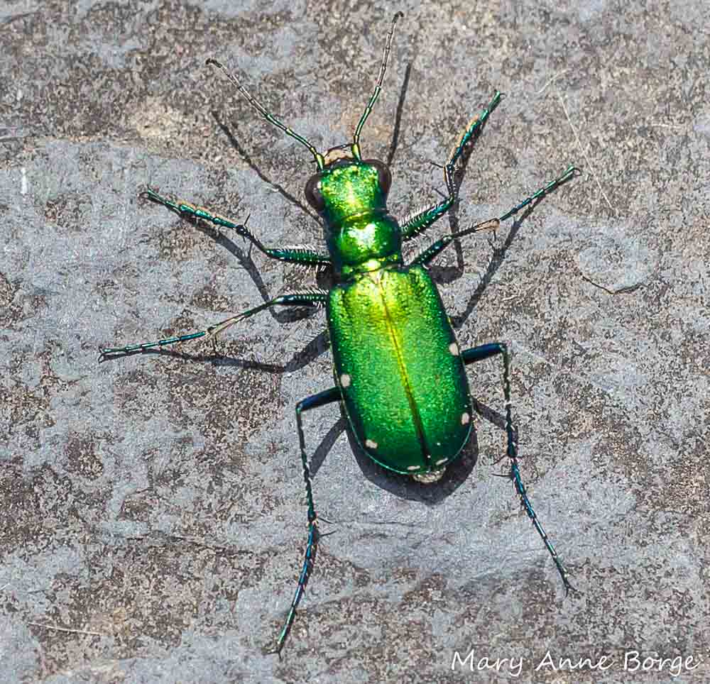 metallic green beetle identification metallic green beetle identification