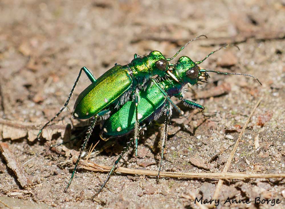 metallic green beetle metallic green beetle