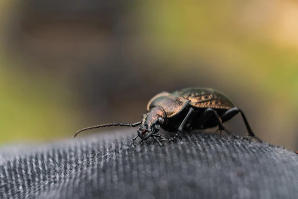 beetle facts