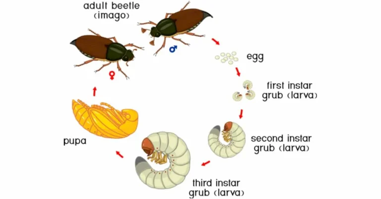beetle life cycle