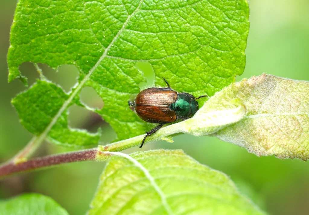 beetles around