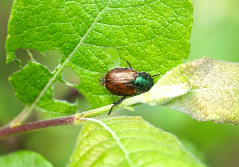 beetles around