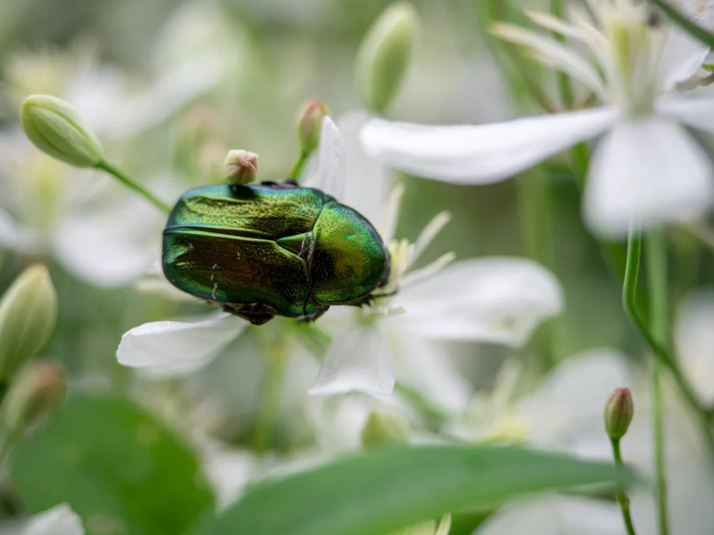 beetles around the home