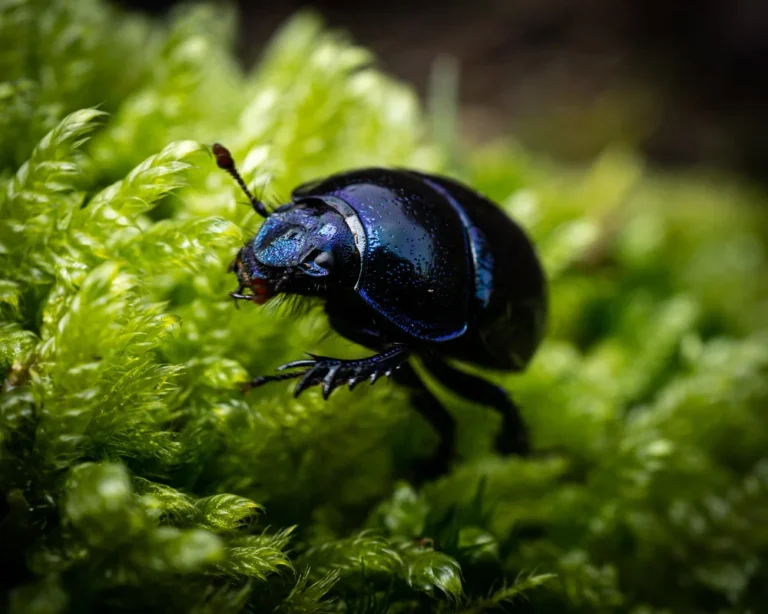 beetles attracted to indoor lights (1)