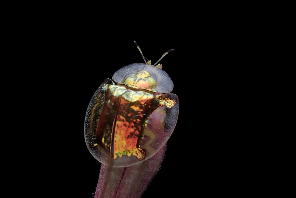 beetles attracted to indoor lights (3) beetles attracted to indoor lights (3)