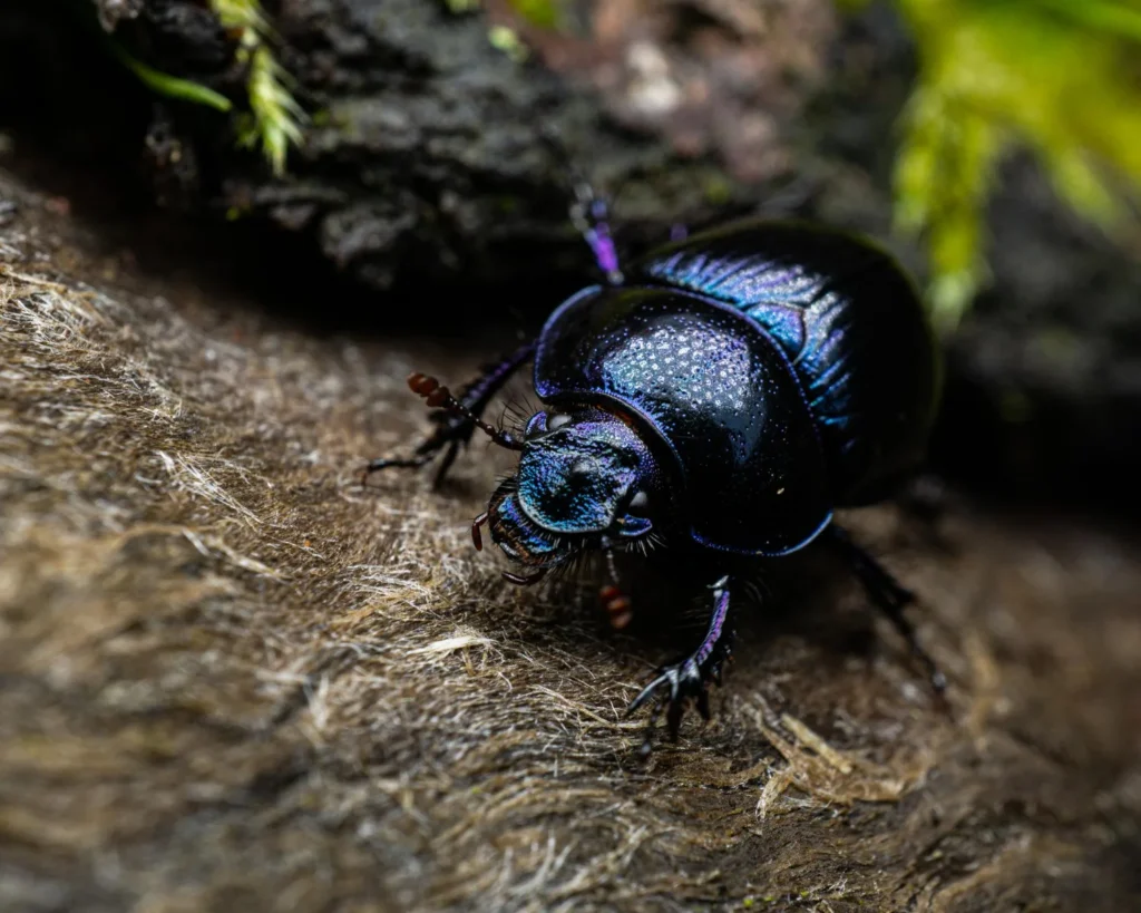 beetles in