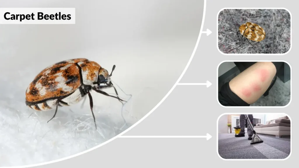 carpet beetles identification, damage, and safe control