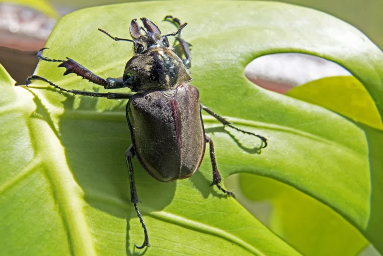 do beetles bite