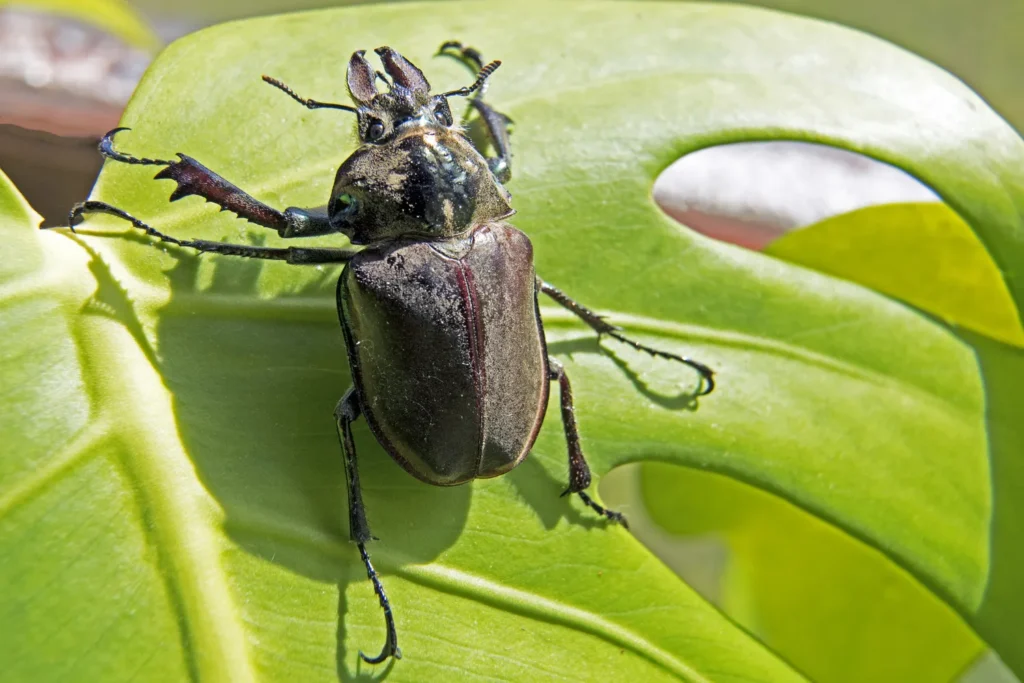 garden beetles