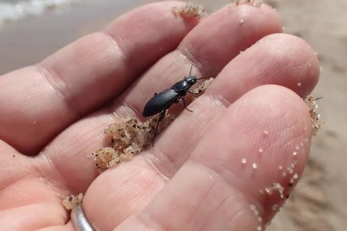 ground beetles identification, habits & garden value