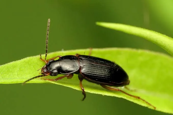 ground beetles identification, habits