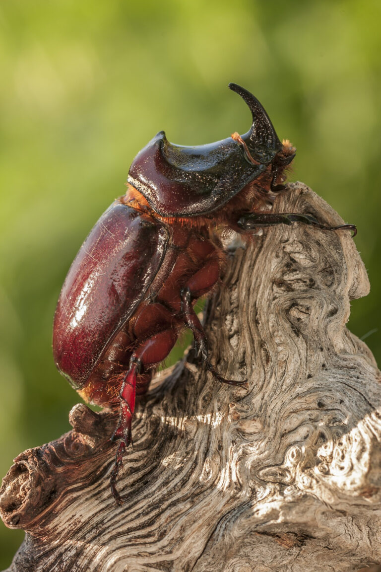 scarab beetles identification, types & key traits