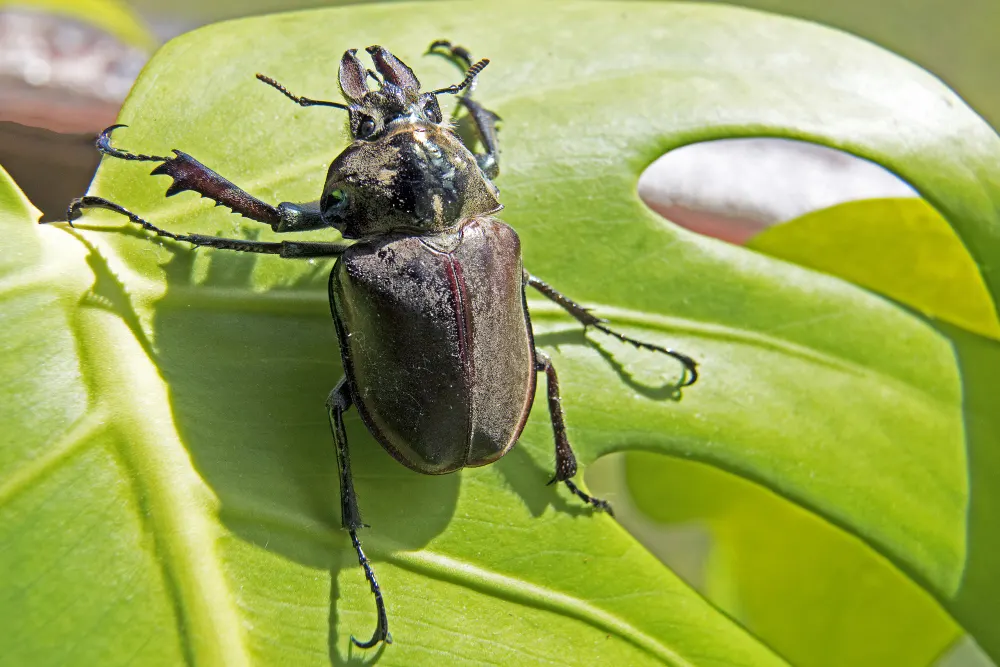 water beetles identification, types, and fact