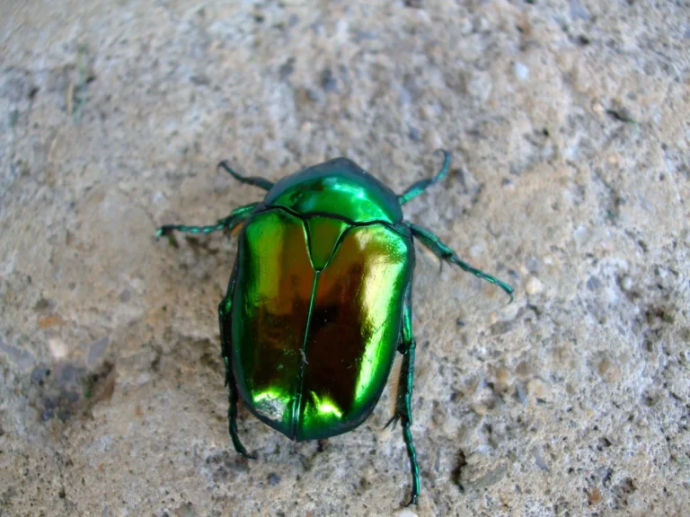 water beetles identification, types, and facts