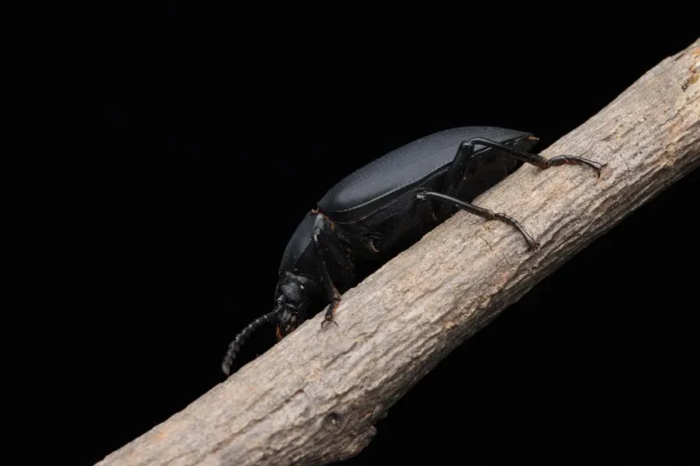 why do beetles fly at night