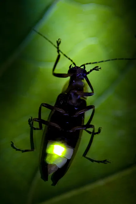 why do beetles fly at night (2) why do beetles fly at night (2)