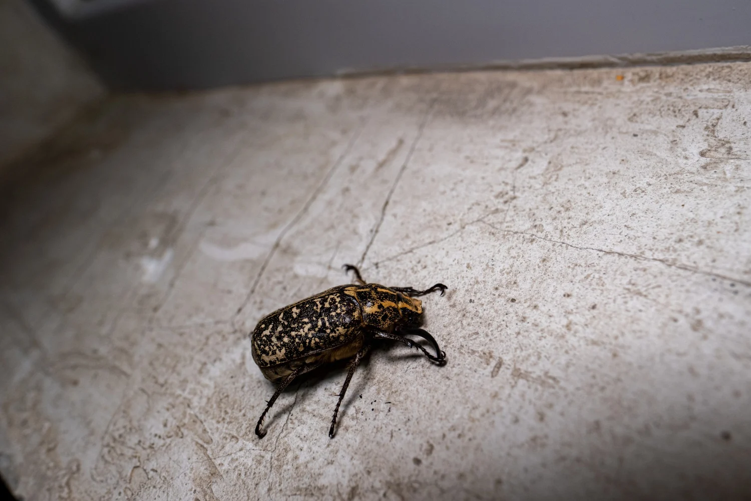 beetles in bathroom why they appear and how to identify them