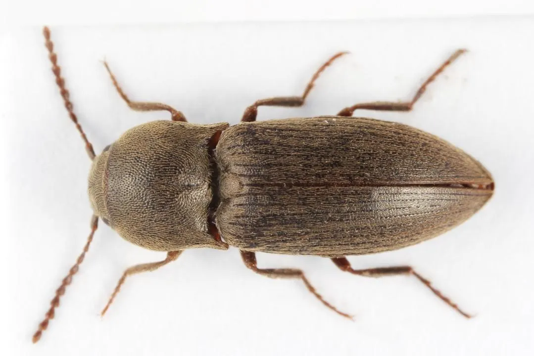 Click Beetle Identification: Pictures & Key Features